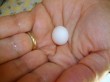 Uovo di Ondulato di colore del mio allevamento Antonio Papania