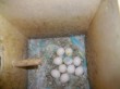Nido con uova Ondulati di colore del mio allevamento Antonio Papania