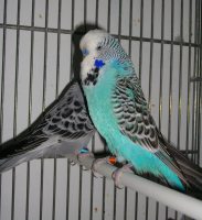  Ondulato di F.P.Femmina opalino grigio-maschio normale azzurro2011  