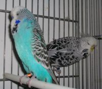 Ondulato di F.P.Femmina opalino grigio-maschio normale azzurro2011