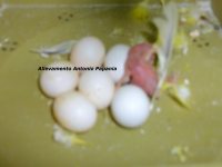 Pullo e uova di Ondulato di Colore allevamento 2013 Antonio Papania.. 