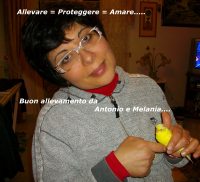 Ondulati di Colore addestrato del mio allevamento Papania Antonio 2013