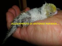 Pullo di Ondulato di Forma e Posizione Allevamento Antonio Papania....