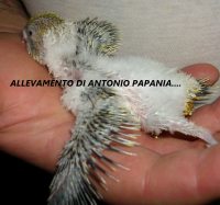 Pullo di Ondulato di Forma e Posizione Allevamento Antonio Papania....