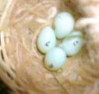 Altre uova di Carpodaco Messicano allevamento 2012 Antonio Papania 