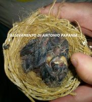 Pulli di Carpodaco Messicano 2014 del mio allevamneto Antonio Papania 