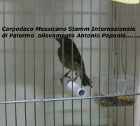 Carpodaco Messicano Stamm Internazionale Palermo 2013 Antonio Papania 