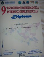 9° Mostra Internazionale di Sicilia Misterbianco (CT)...