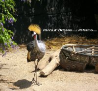 Parco d'Orleans di Palermo.....