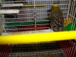 Canarino Lizard con calotta netta del mio allevamento Antonio Papania 