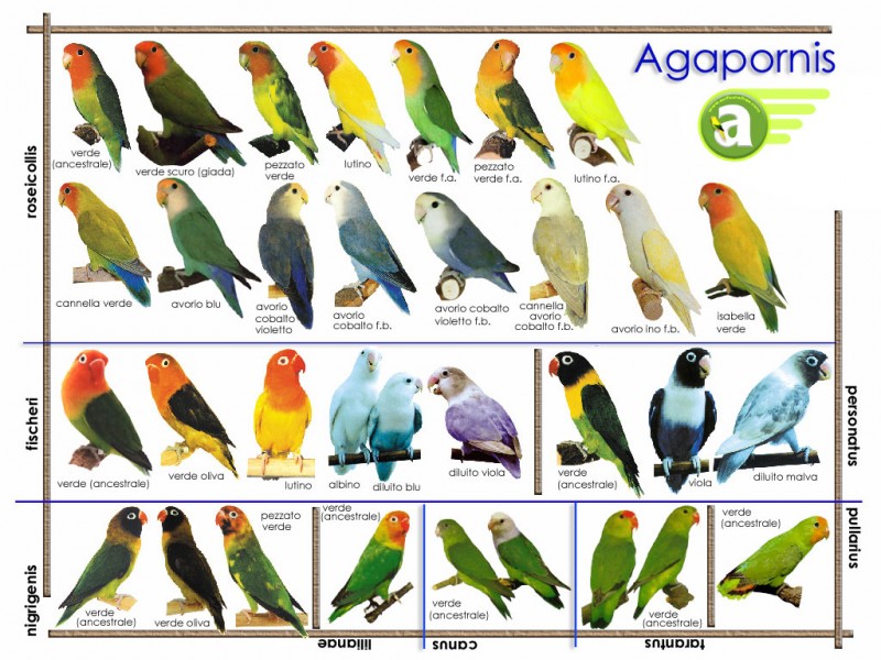 agapornis%5B